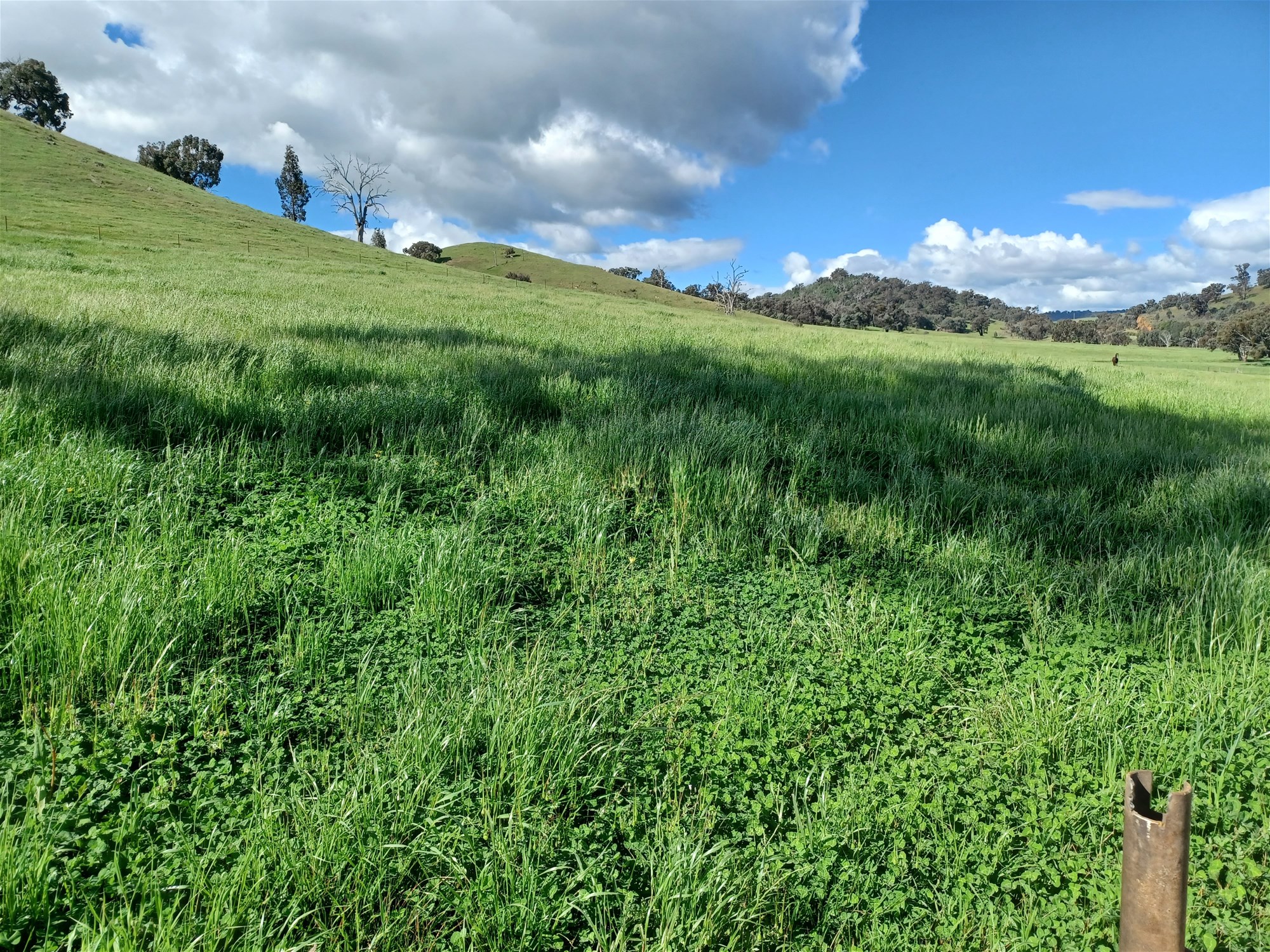 3924 Hume Highway, Tarcutta For Sale by Farmbuy.com - image 34