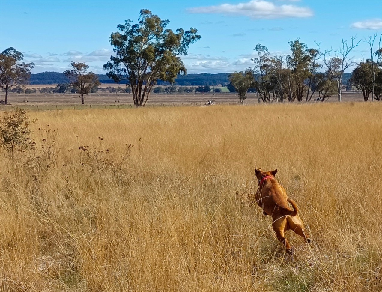 14317 Golden Highway, Dunedoo For Sale by Farmbuy.com - image 2
