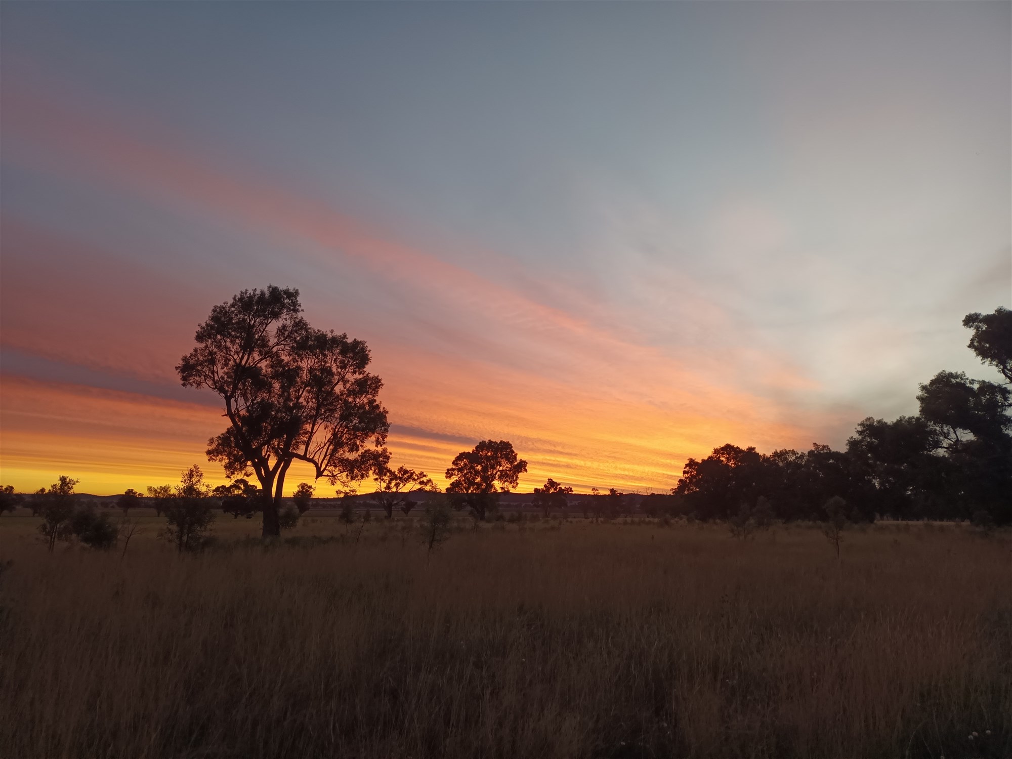 14317 Golden Highway, Dunedoo For Sale by Farmbuy.com - image 4