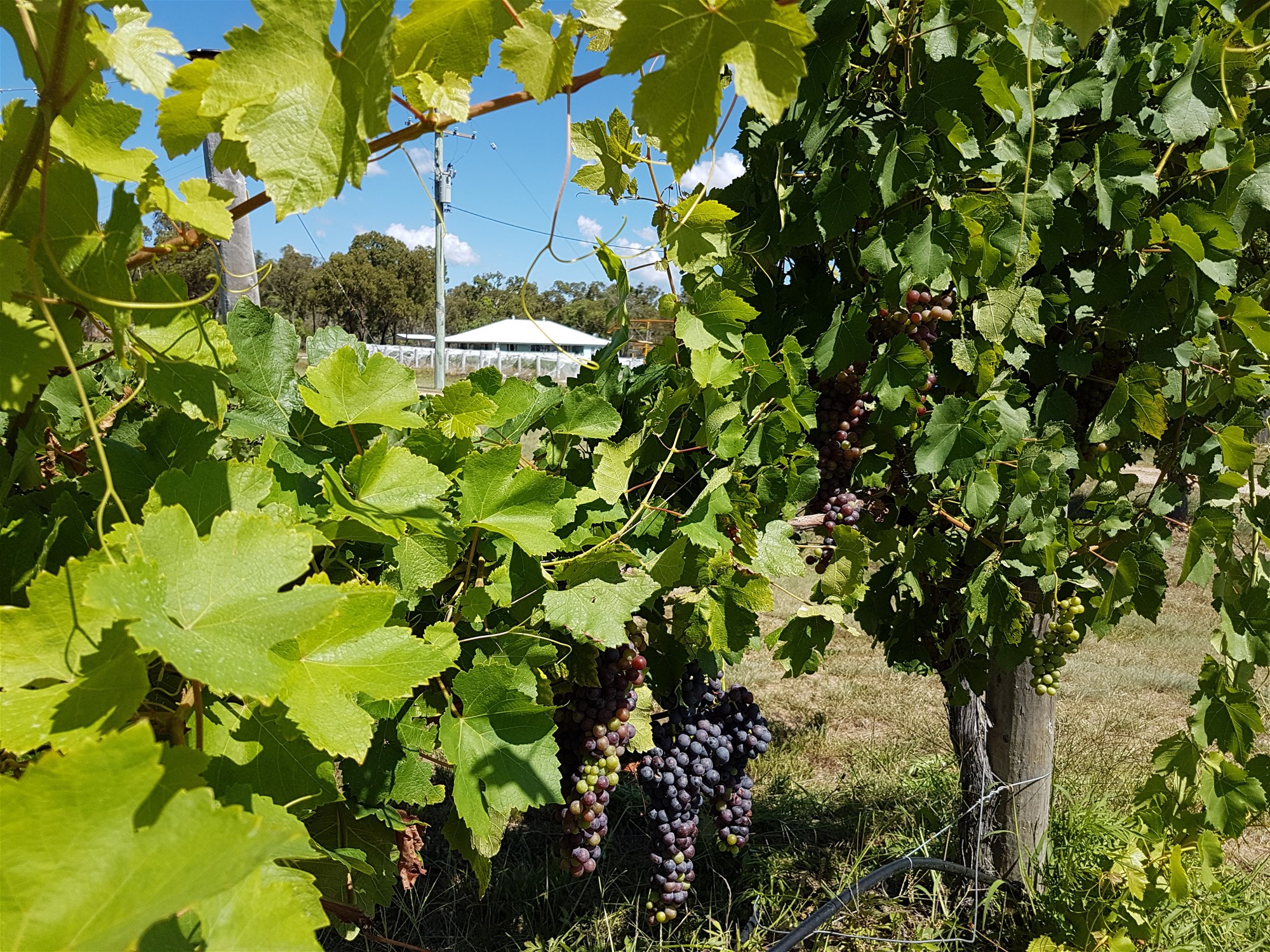 269 Jimmy Mann Road, Broadwater For Sale by Farmbuy.com - image 21