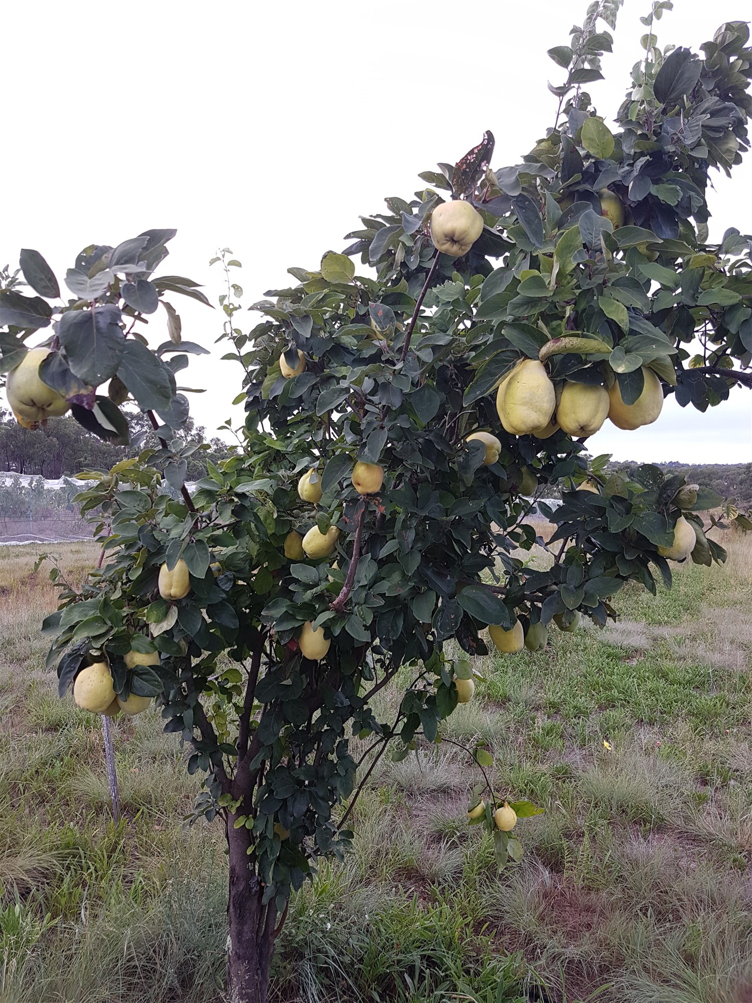 269 Jimmy Mann Road, Broadwater For Sale by Farmbuy.com - image 23