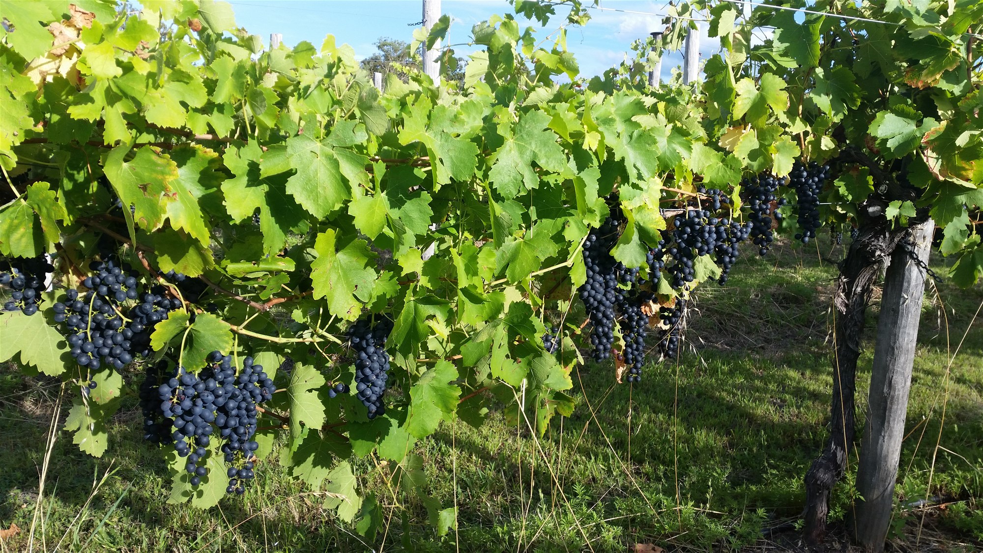 269 Jimmy Mann Road, Broadwater For Sale by Farmbuy.com - image 25