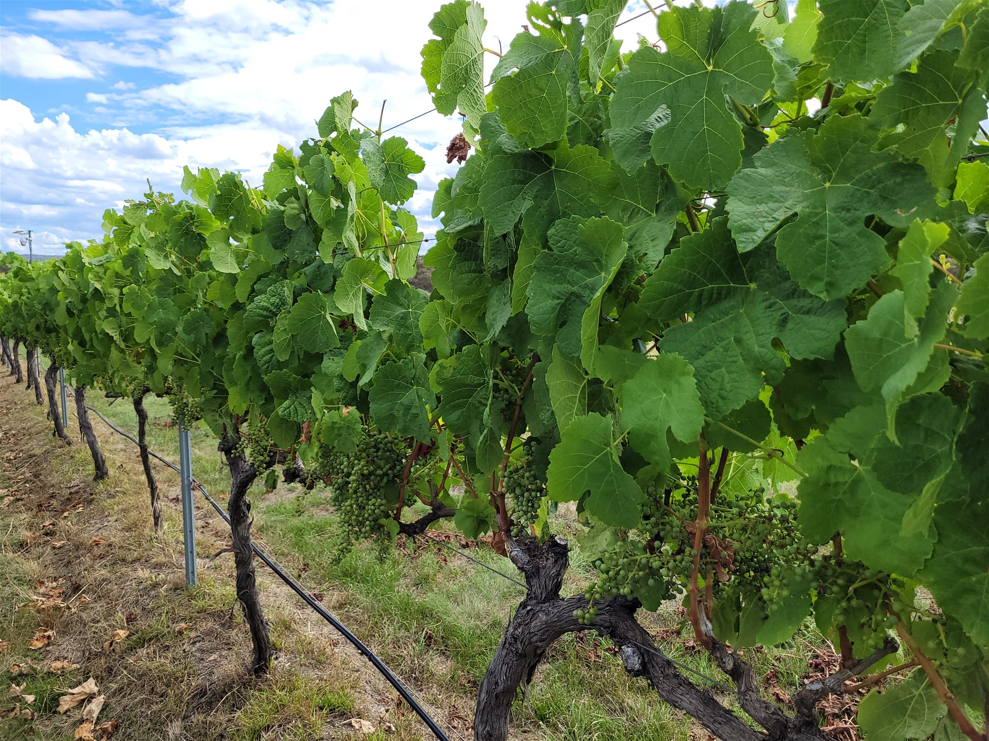 269 Jimmy Mann Road, Broadwater For Sale by Farmbuy.com - image 26