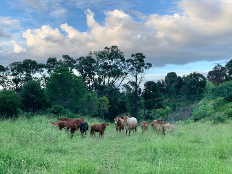 697 Ingoldsby Rd, Ingoldsby For Sale by Farmbuy.com - image 15