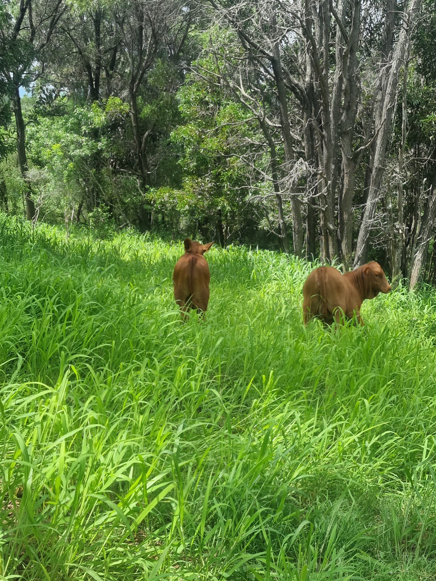 697 Ingoldsby Rd, Ingoldsby For Sale by Farmbuy.com - image 20