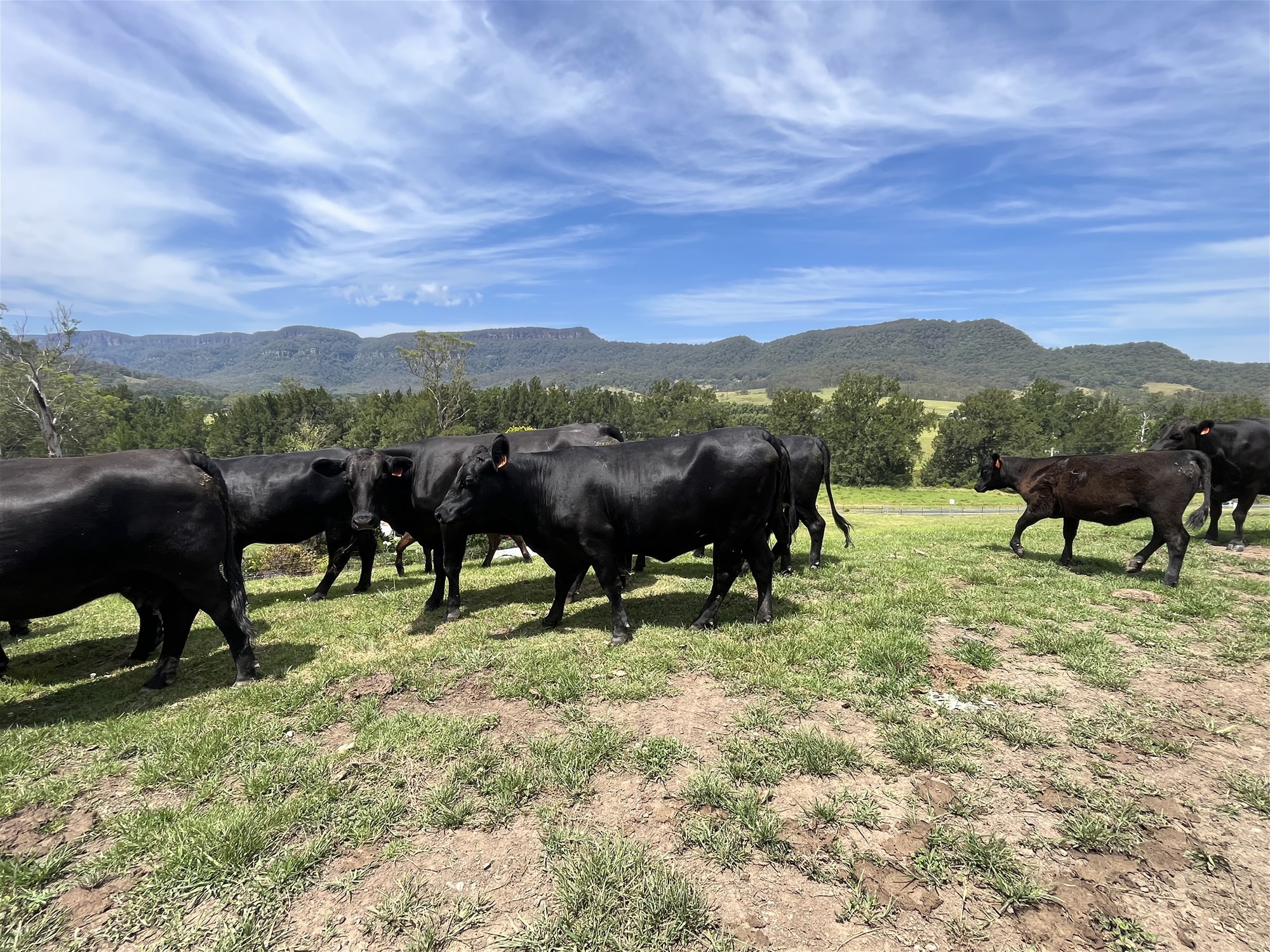 2319 Moss Vale Road, Kangaroo Valley For Sale by Farmbuy.com - image 28