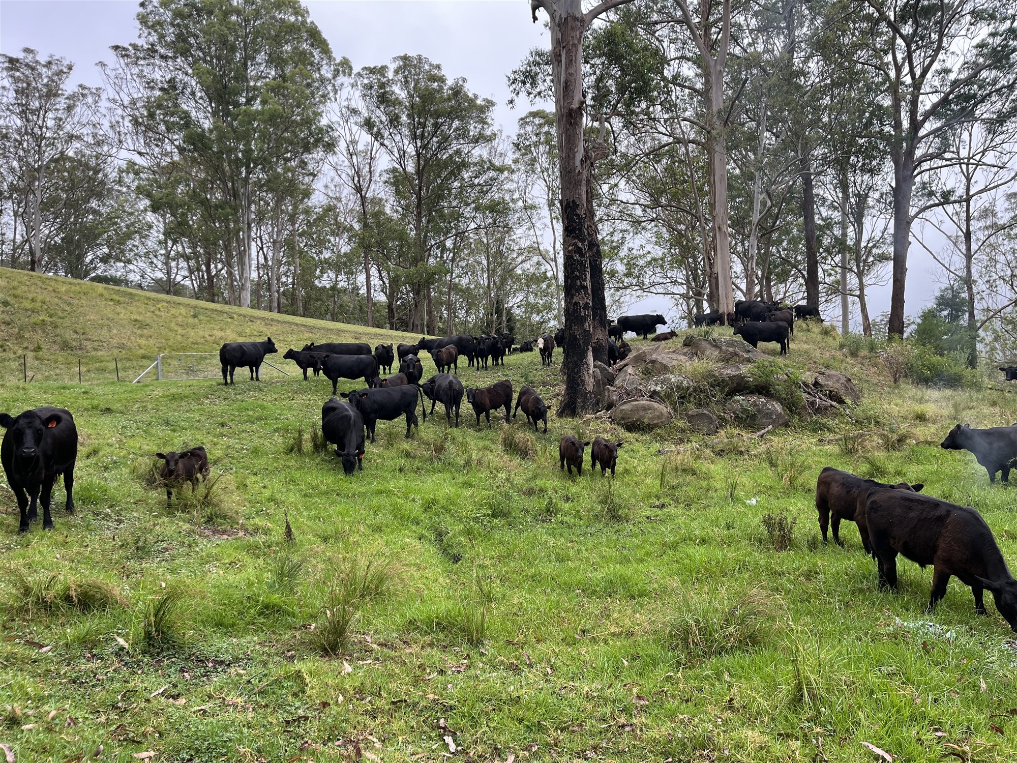 2319 Moss Vale Road, Kangaroo Valley For Sale by Farmbuy.com - image 32