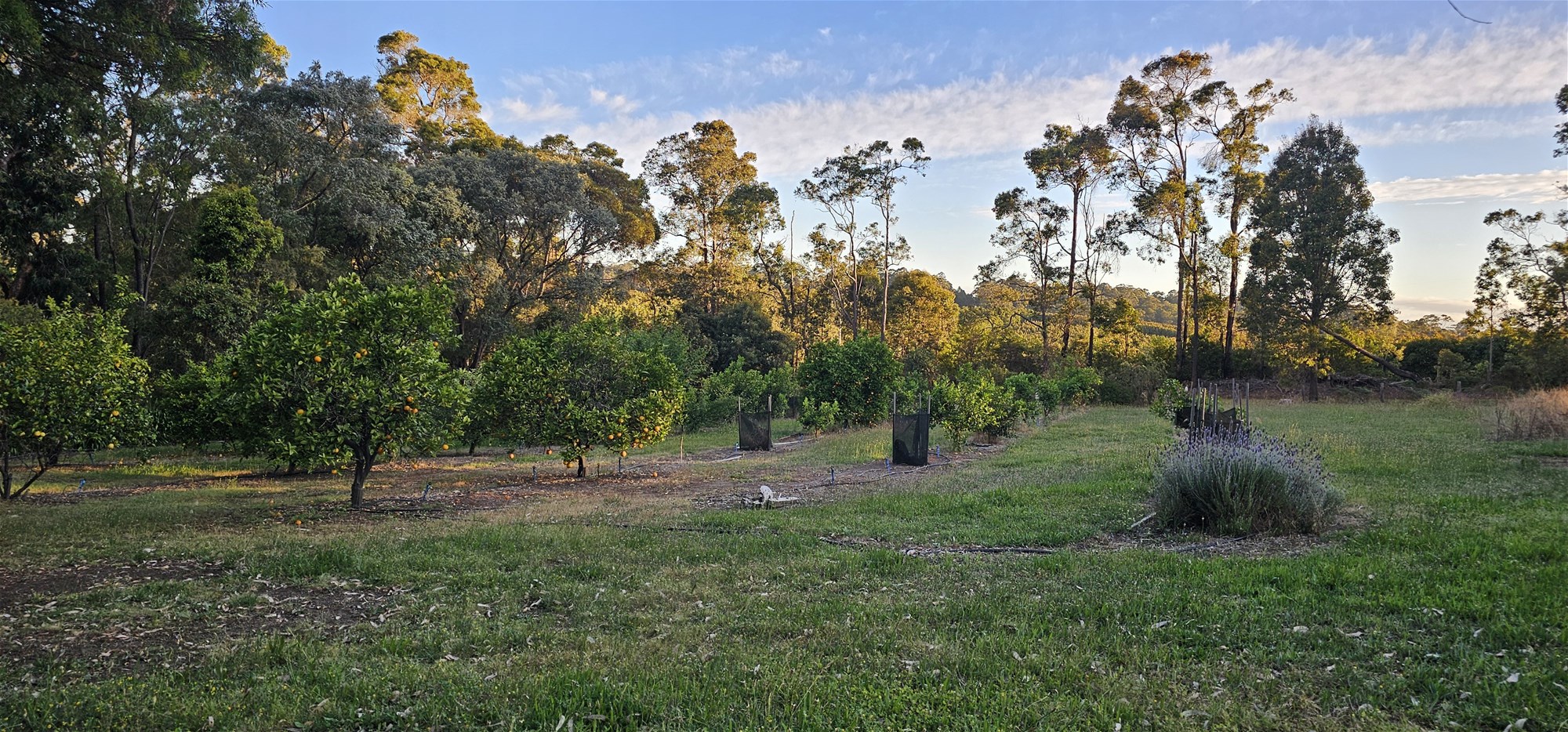 334 Springall Road, Deanmill For Sale by Farmbuy.com - image 24