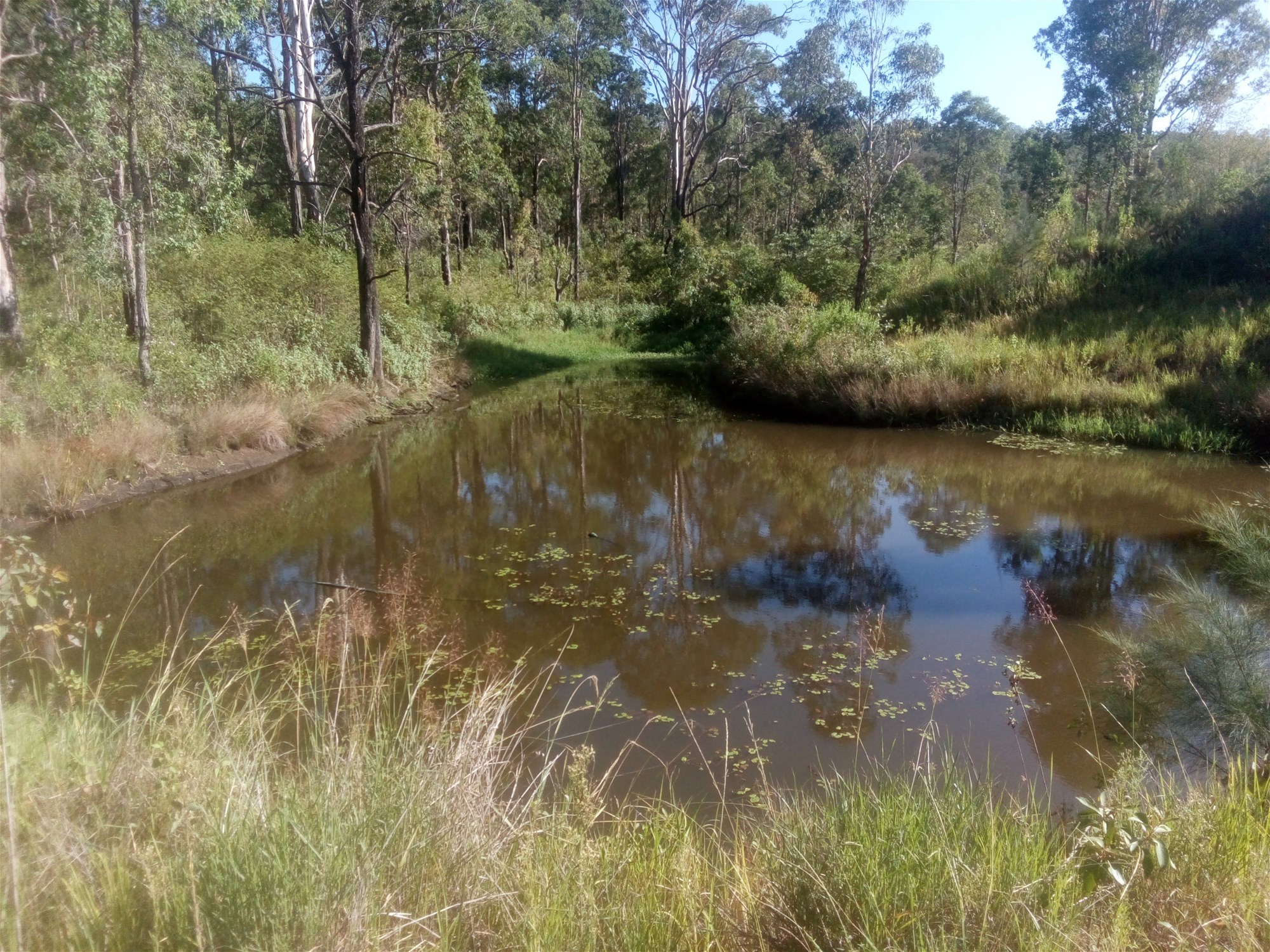 1534 AB Paddy's Flat Road, Tabulam For Sale by Farmbuy.com - image 8