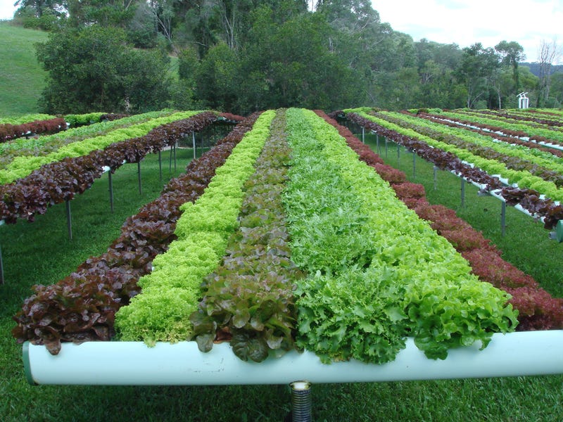 Hydroponic business for sale