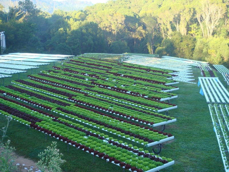 Hydroponic business for sale 2