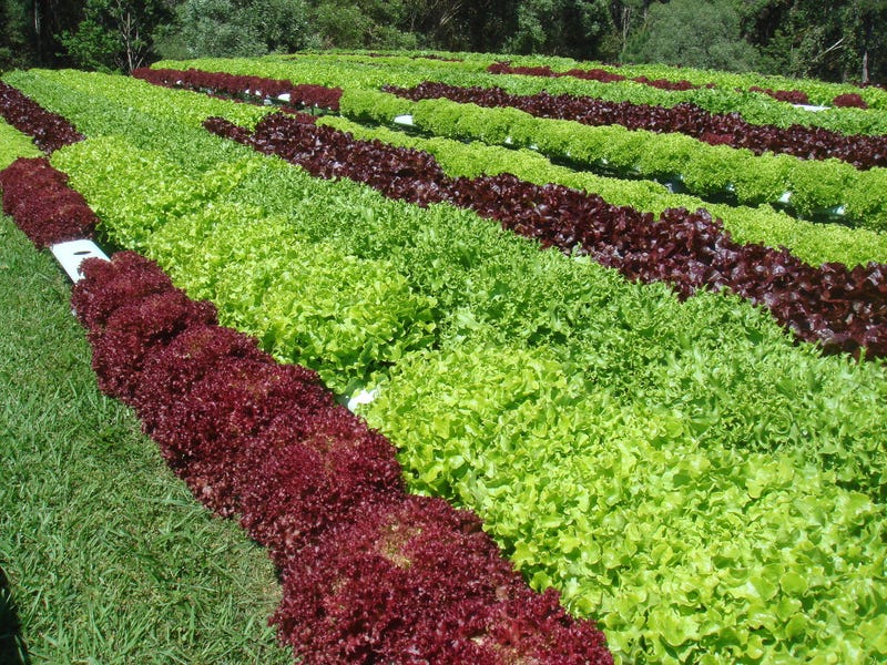 Hydroponic business for sale 3
