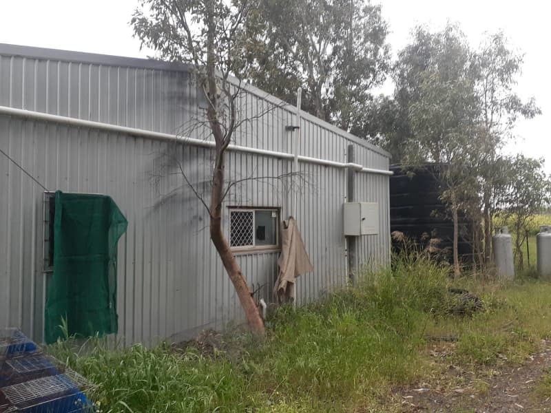 Large Olive Grove for Lease 2