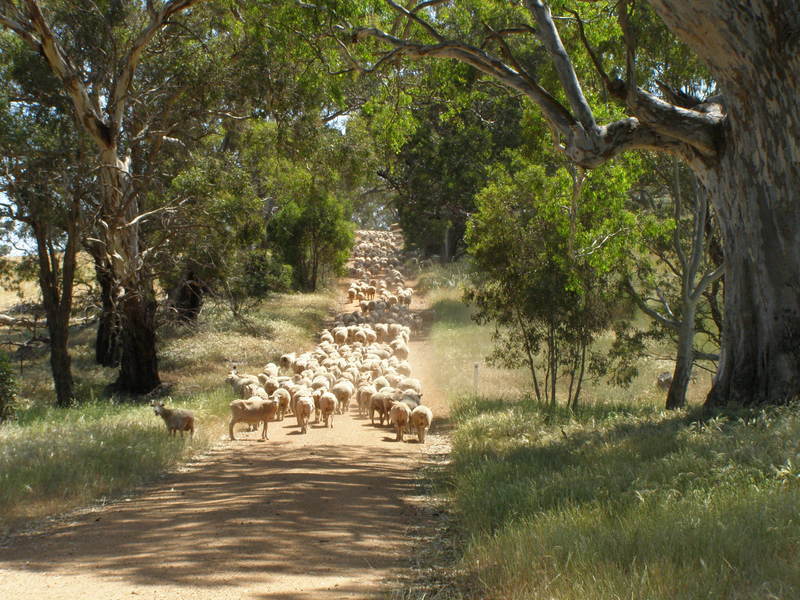 Grampians Region – Moyston 114.5 4