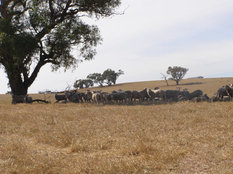 Grampians Region – Moyston 114.5 7