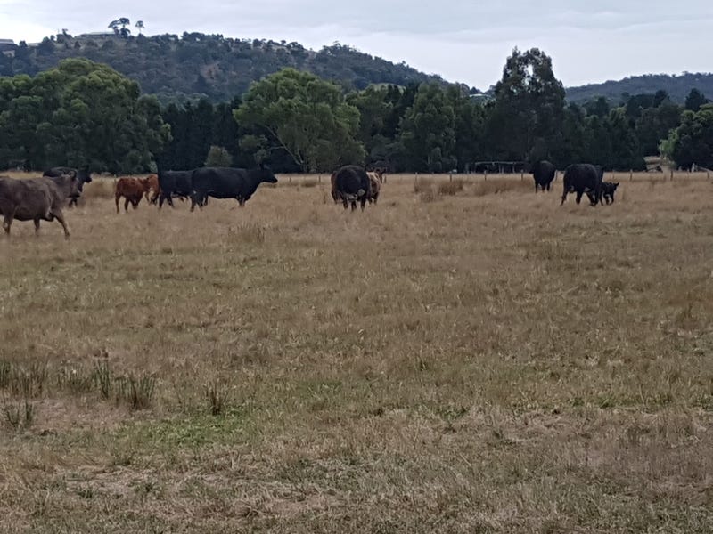 Ten acres of pasture near 4