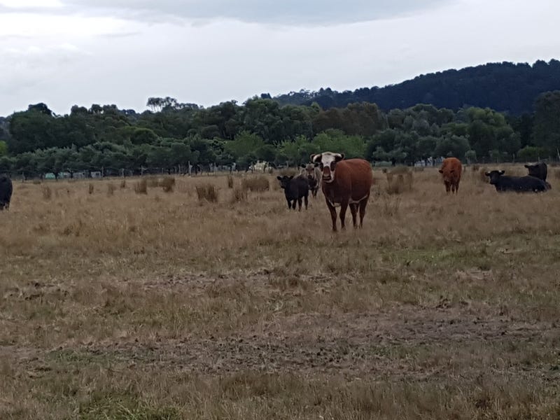 Ten acres of pasture near 5