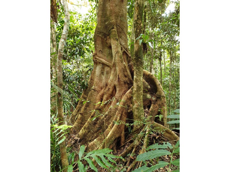 Pristine Rainforest Block at Lake 7