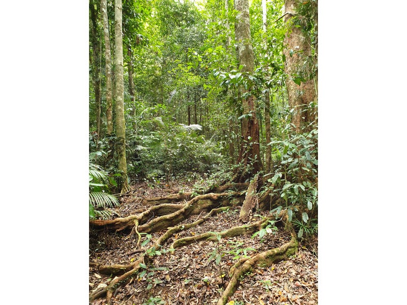 Pristine Rainforest Block at Lake 9