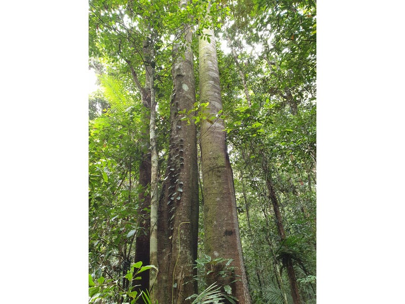 Pristine Rainforest Block at Lake 10