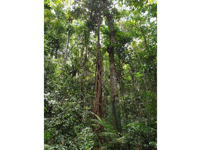 Pristine Rainforest Block at Lake 11