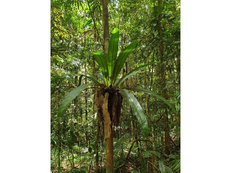 Pristine Rainforest Block at Lake 12