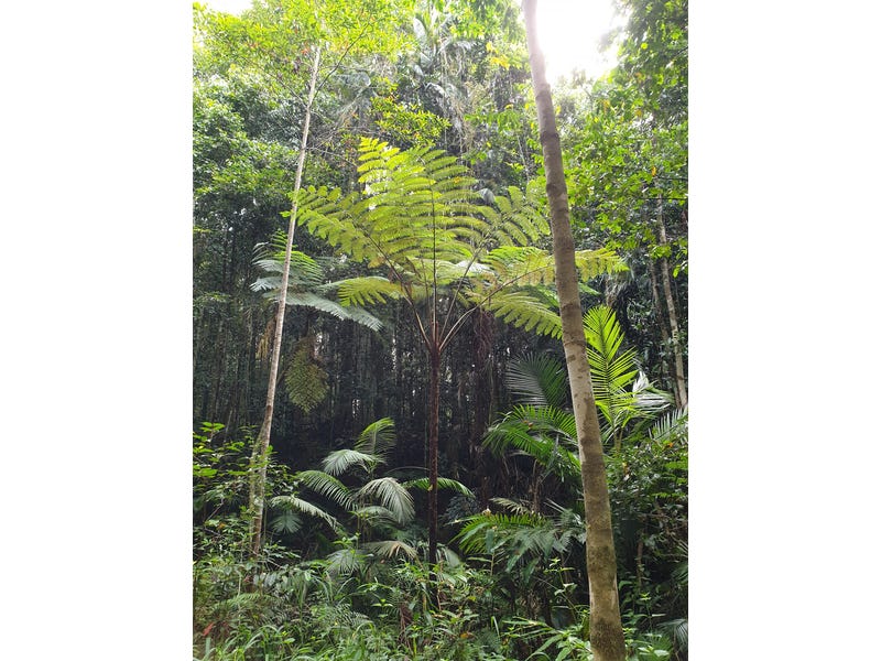 Pristine Rainforest Block at Lake 13