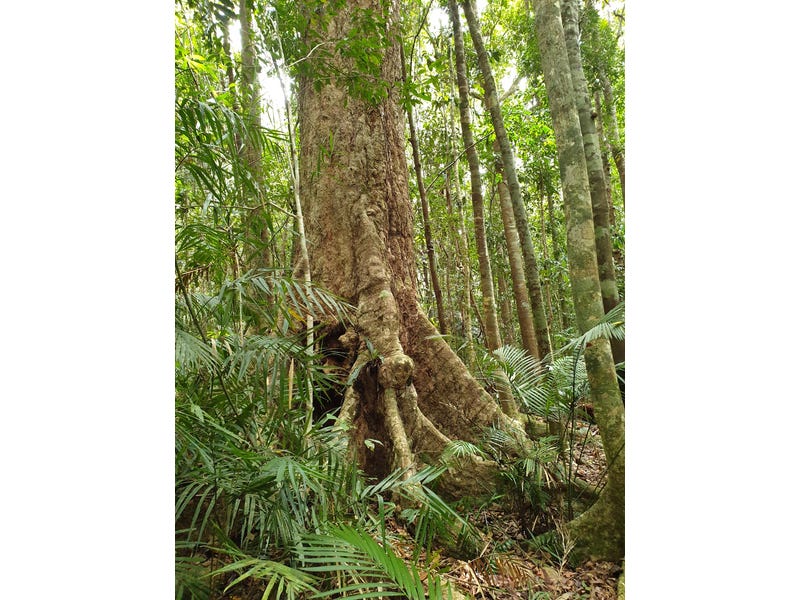 Pristine Rainforest Block at Lake 14