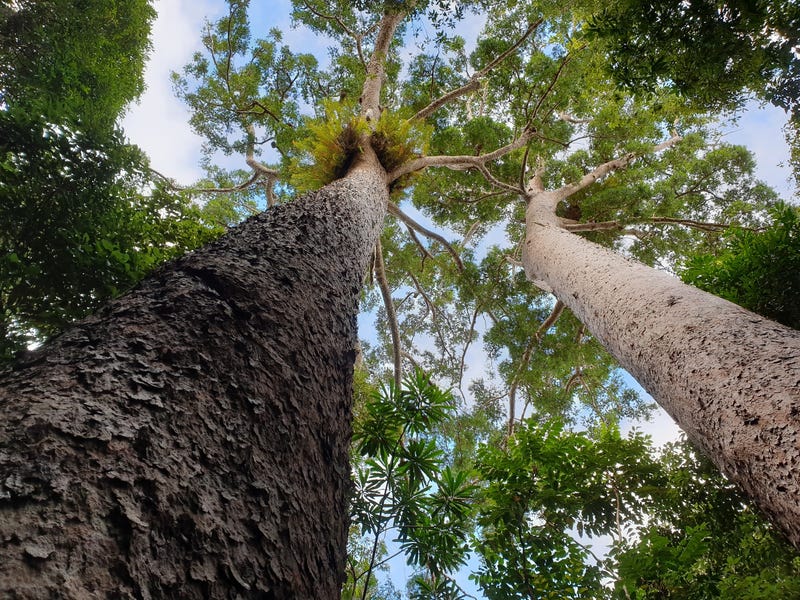 Pristine Rainforest Block at Lake 15