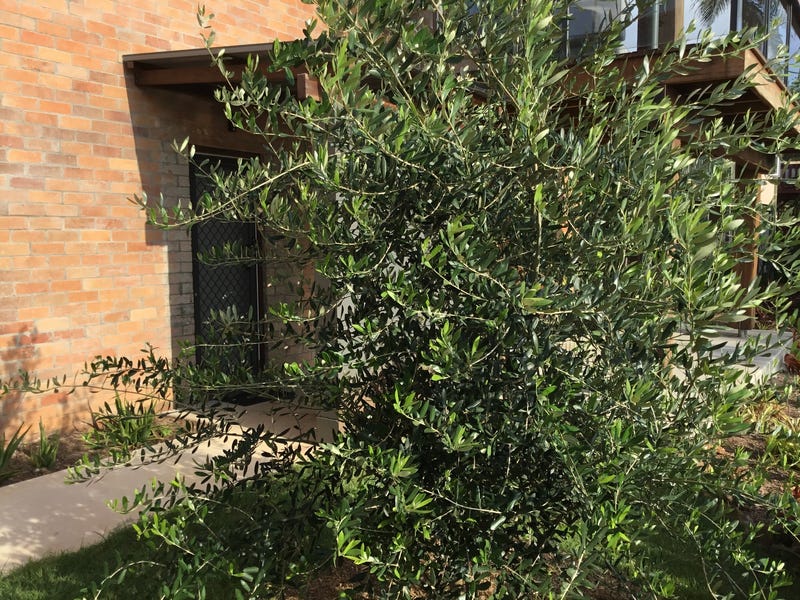Cosy garden flat with view. 10