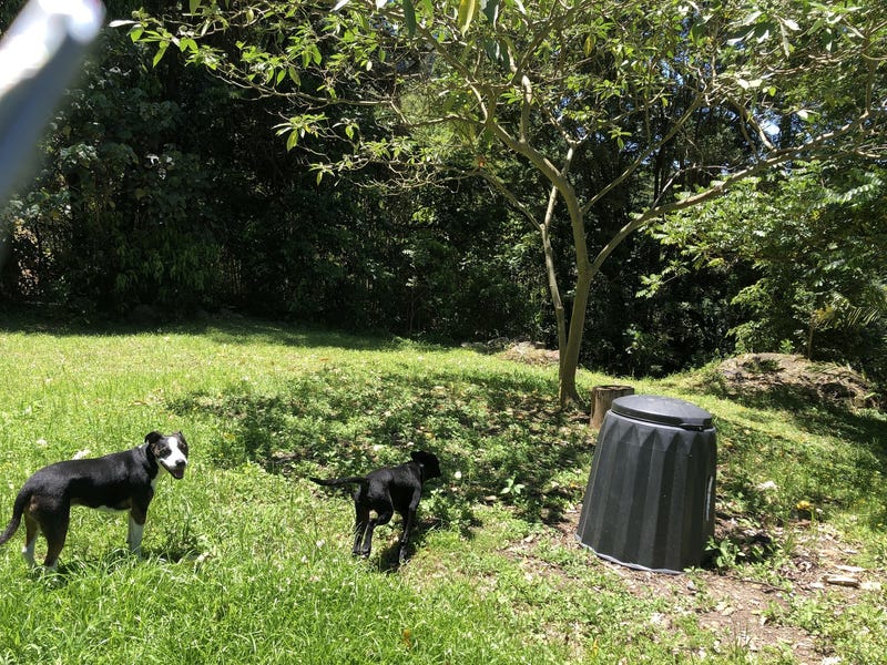 Currumbin Valley Acerage 4