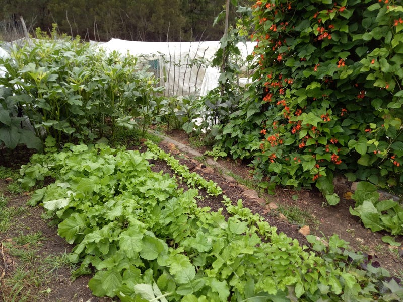 Dream Garden: Location, self sufficiency 4