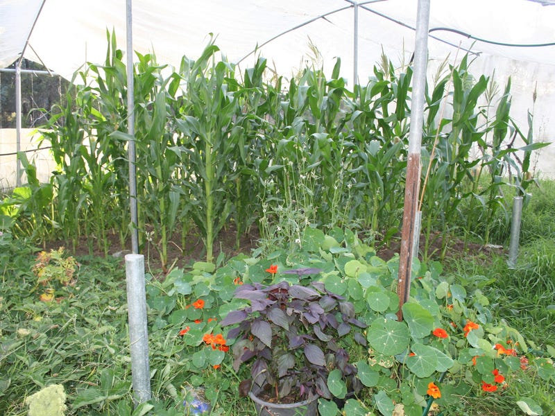 Dream Garden: Location, self sufficiency 17