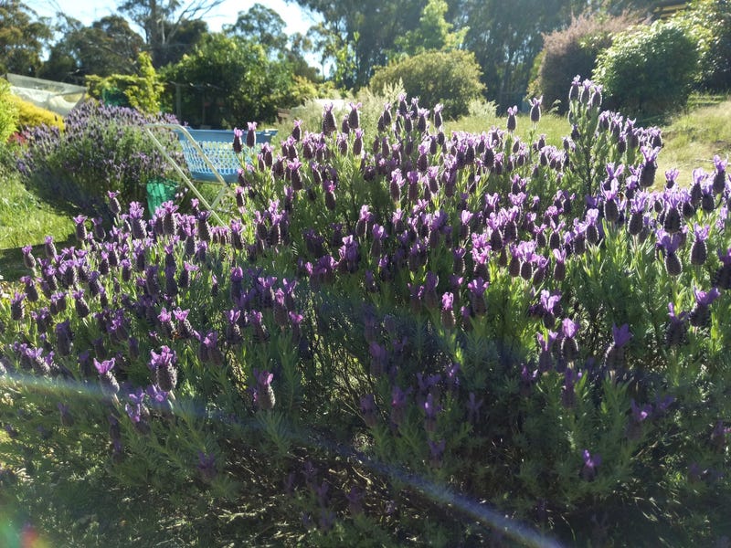 Dream Garden: Location, self sufficiency 19