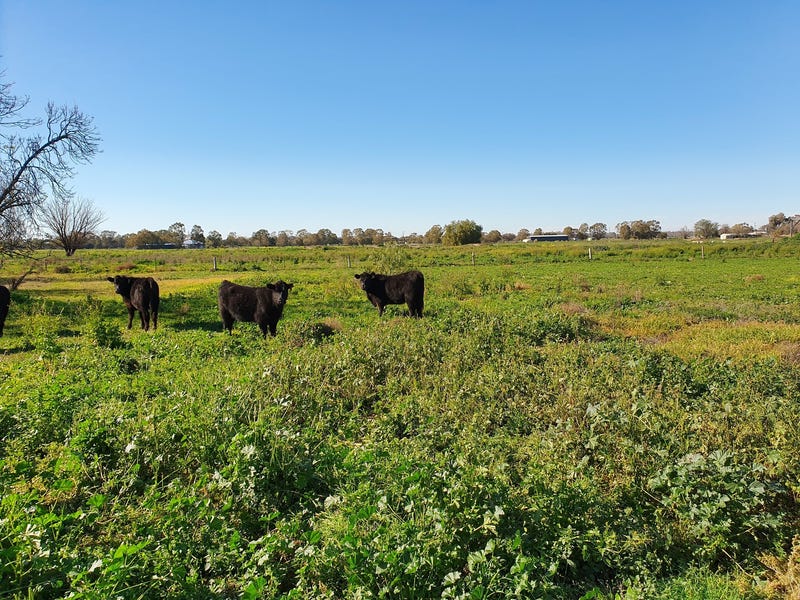 Hobby Farm 4