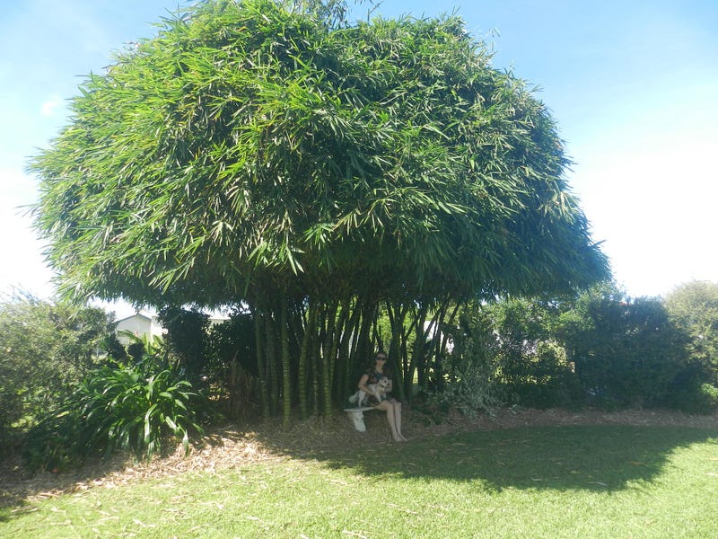 House for Sale Tropical Far 17