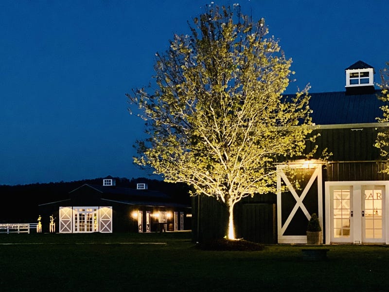 Dark Horse Vineyard 1