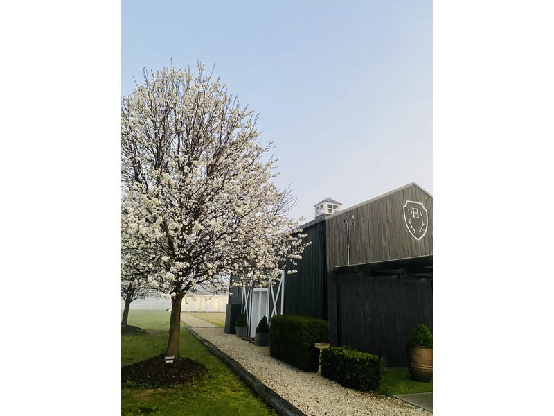 Dark Horse Vineyard 4