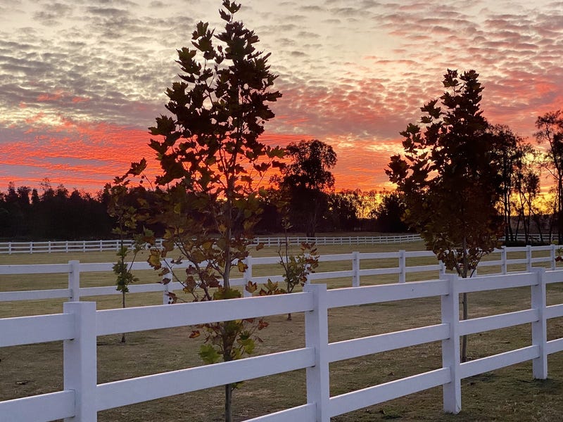 Dark Horse Vineyard 19