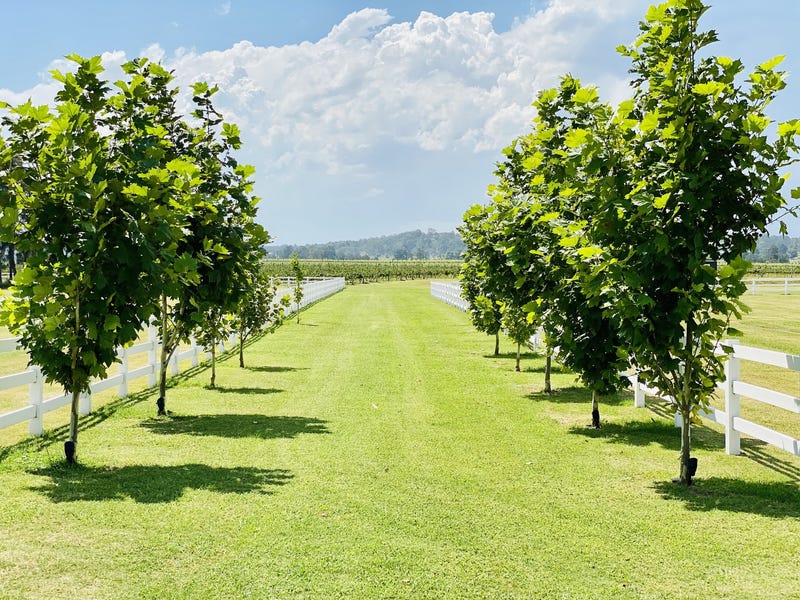 Dark Horse Vineyard 21