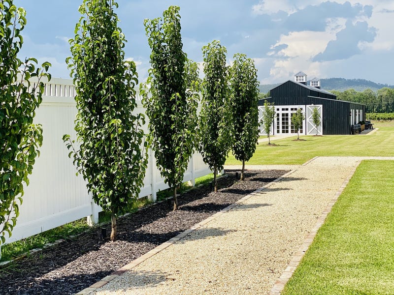 Dark Horse Vineyard 28