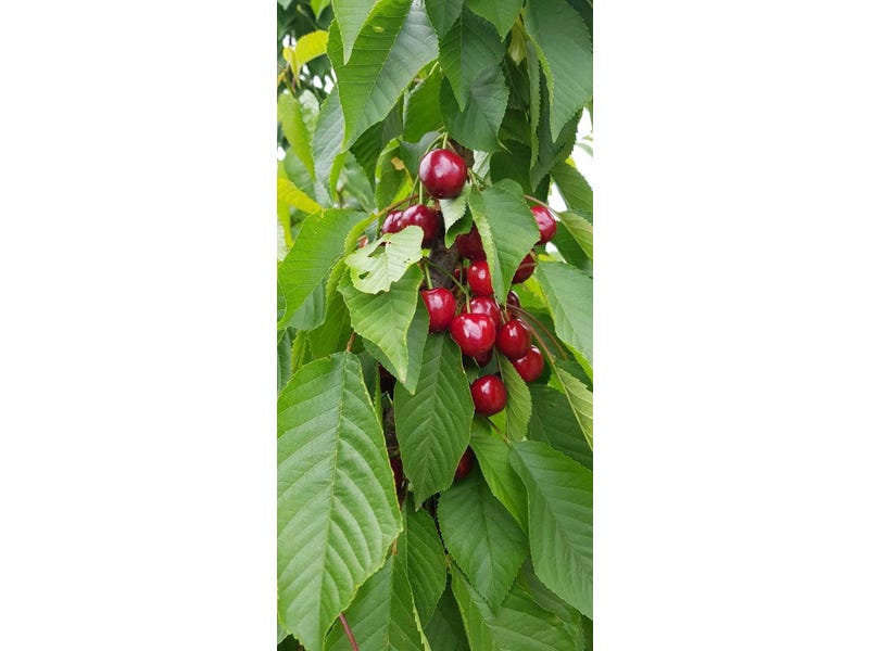 Expression of Interest ending 31st 19