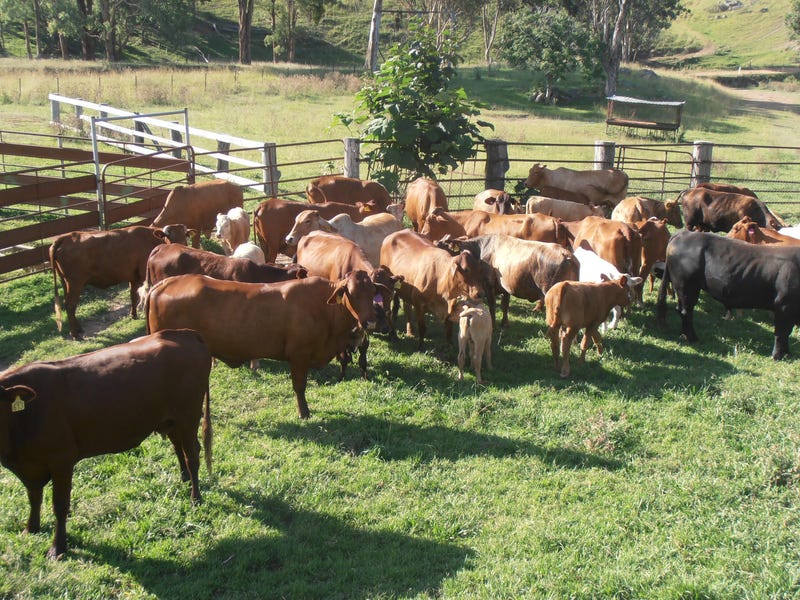 A Very Versatile Property “Coghlan” 4