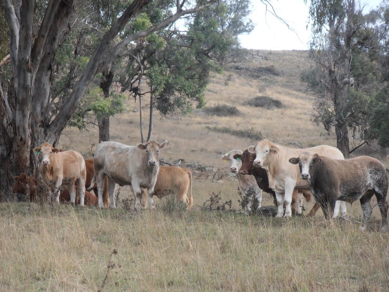 A Very Versatile Property “Coghlan” 11