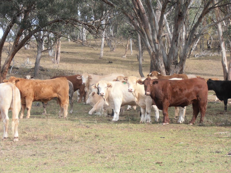 A Very Versatile Property “Coghlan” 12