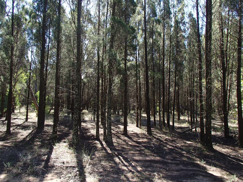 25 Acres With a View 6