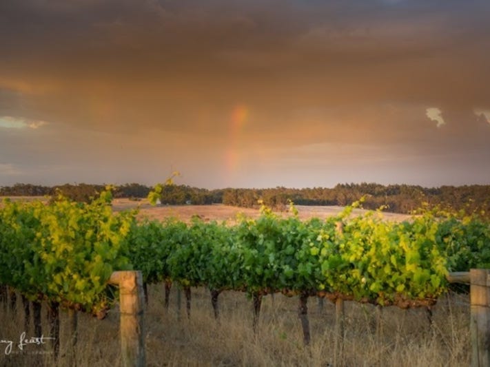 Exceptional Vineyard and Olive Grove 3