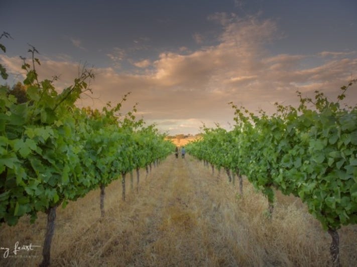 Exceptional Vineyard and Olive Grove 4