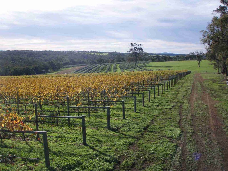 Exceptional Vineyard and Olive Grove 5