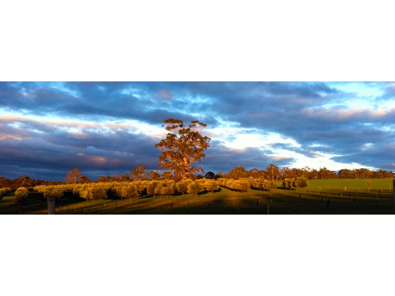Exceptional Vineyard and Olive Grove 6
